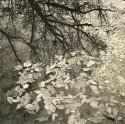 Fallen Crown, Eagle Creek