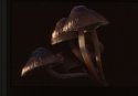 Common Ink Cap.