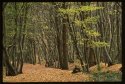 Thrift Wood.