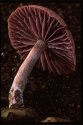 Amethyst  Deceiver.