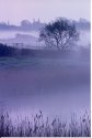 Mist on Creek.