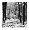 Woods at winter