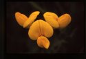 Common Birds Foot Trefoil.