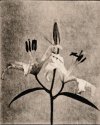 Lithed lily