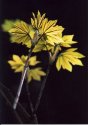 Backlit Leaves.