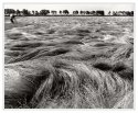 wild grass (3)