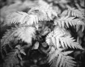 Sespe Ferns # 1