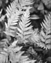 Sespe Ferns # 2