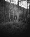 Sespe Aspens