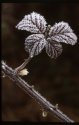 Frosty Bramble Leaves.