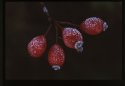 Frosted Dog Rose Hips.