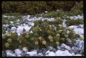 Rock Samphire.