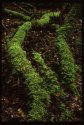 Lichen.