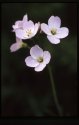 Cuckoo Flower.