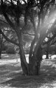 Gagu - Ironwood Tree
