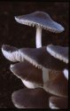 Common Ink Cap.