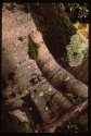 Old Tree.