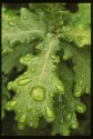 Oak Leaves.