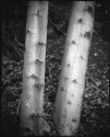Dual Alders