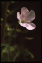 Wood Sorrel.
