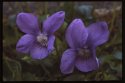 Common Dog Violet.
