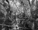 if Dr Seuss had a swamp