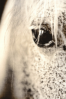 Lith horse portrait