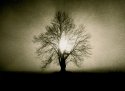 - tree -