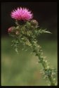 Marsh Thistle.