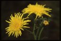 Perenniel  Sow  Thistle.