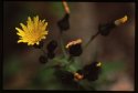 Smooth Sow Thistle.