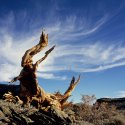 Bristlecone Figure