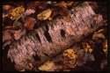 Silver Birch & Automn Leaves.