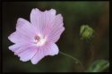 Musk Mallow.