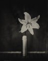 Gualala Flower
