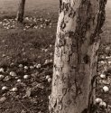 apple trees