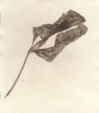 Peony leaf
