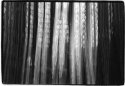 Lightfall