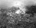 Pond Scum #84