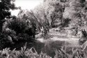 Lily Pond