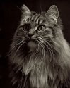 Old Cat