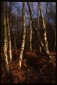 Silver Birch.