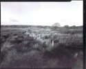 Brading Marsh