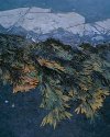 Seaweed
