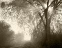Lifting Fog