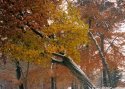 Trees: Fall/Winter