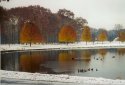 Trees: Fall/Winter