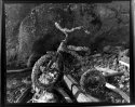 Neptune's tricycle