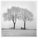 Tree in the winter