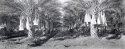 Date Palms waiting for harvest